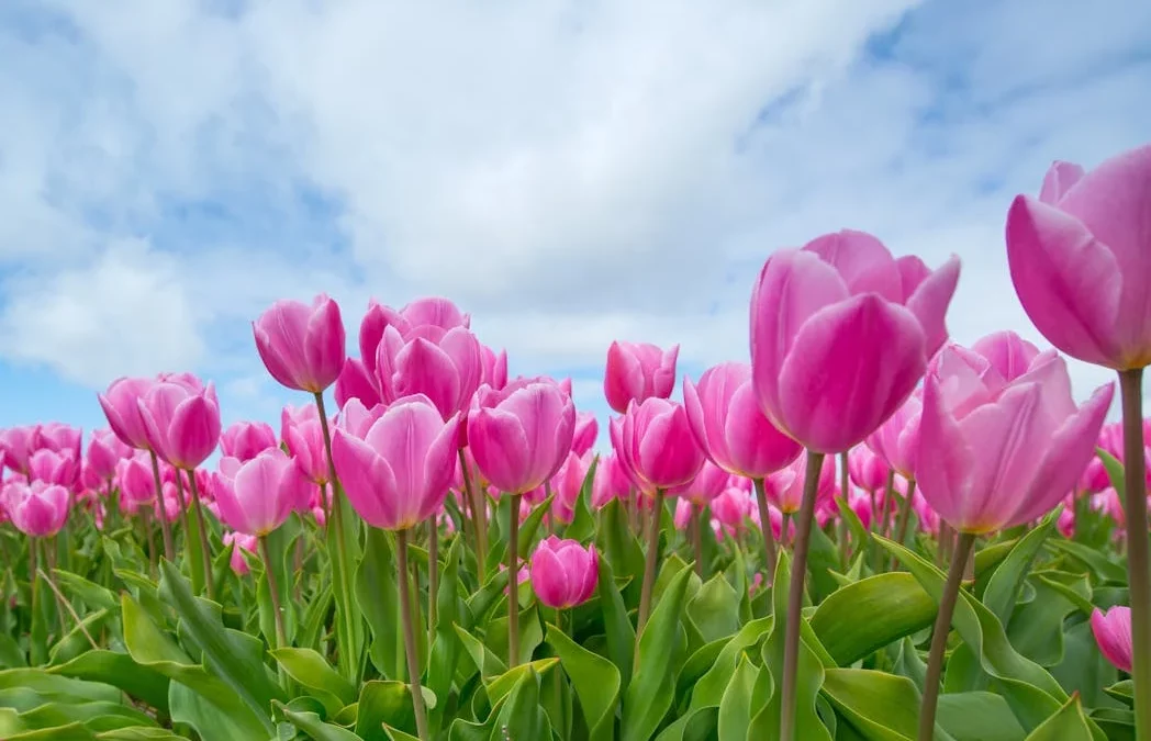 Cueillir des tulipes pour  la bonne cause