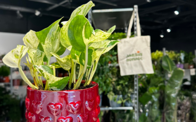 Jardin Nomade revient à Rennes avec un pop-up 100 % végétal